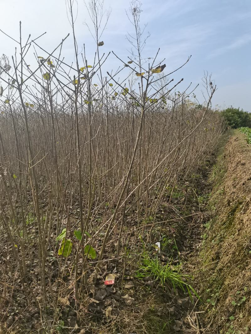 陕西汉中山桐子苗1-2年生大量有货地径0.8以上有货