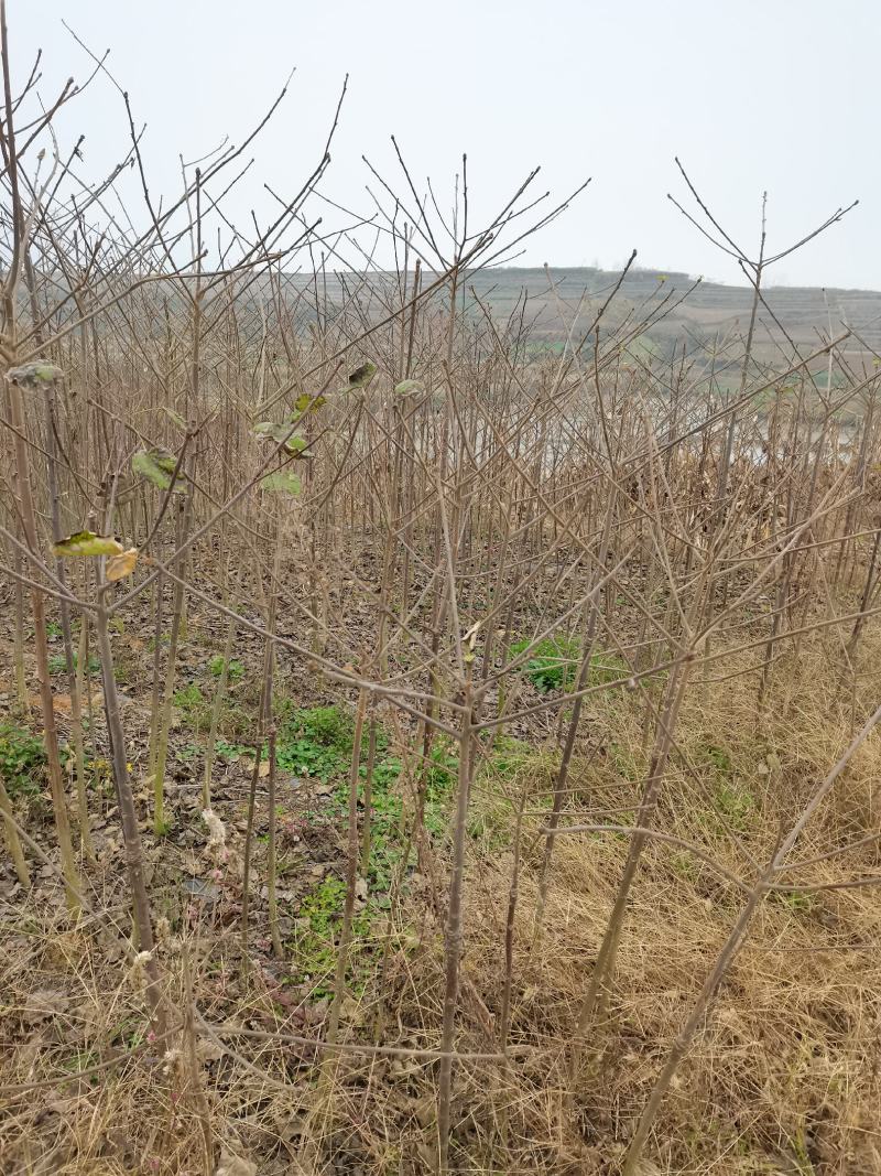 陕西汉中山桐子苗1-2年生大量有货地径0.8以上有货