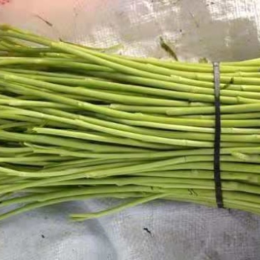 安徽灵壁千亩芦蒿基地