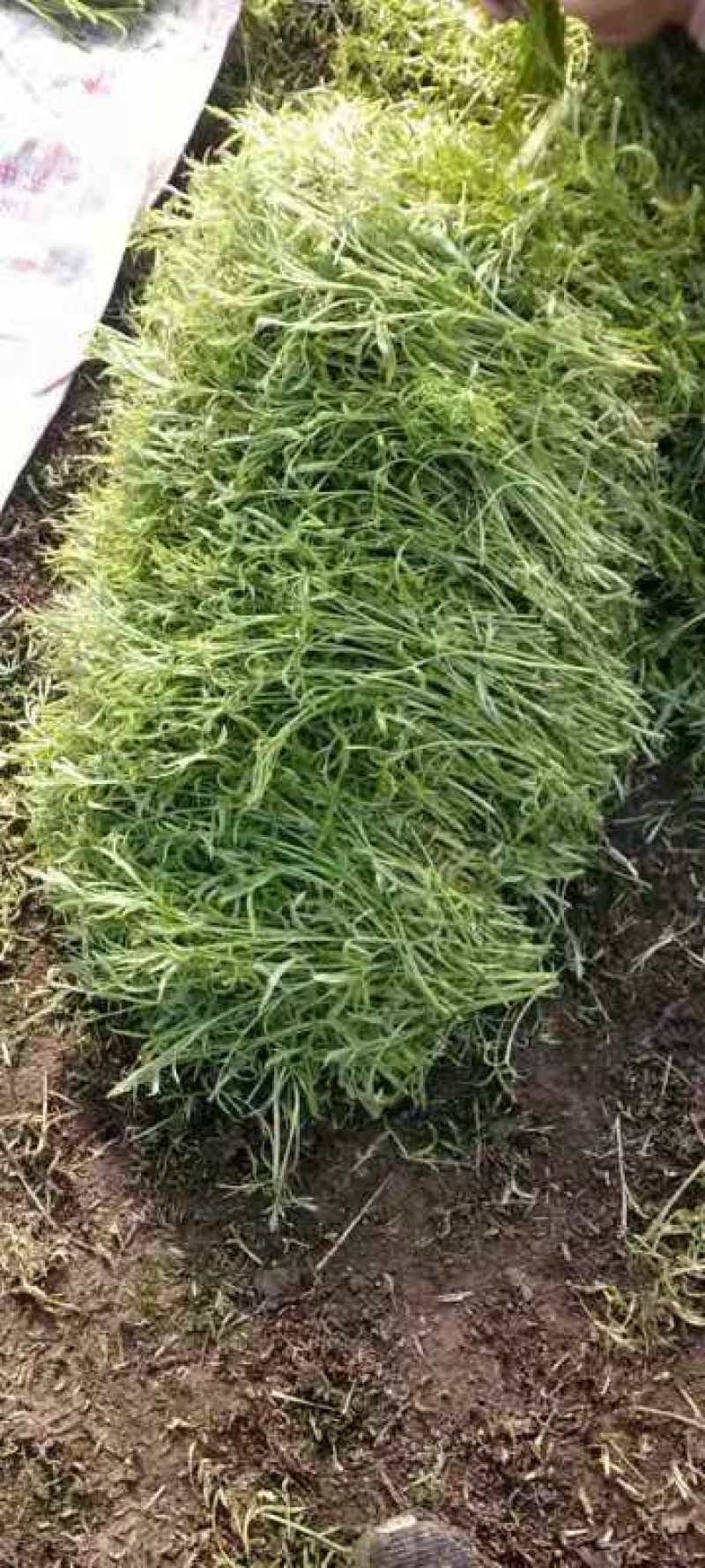 安徽灵壁千亩芦蒿基地