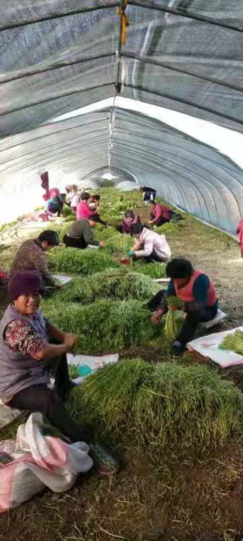 安徽灵壁千亩芦蒿基地
