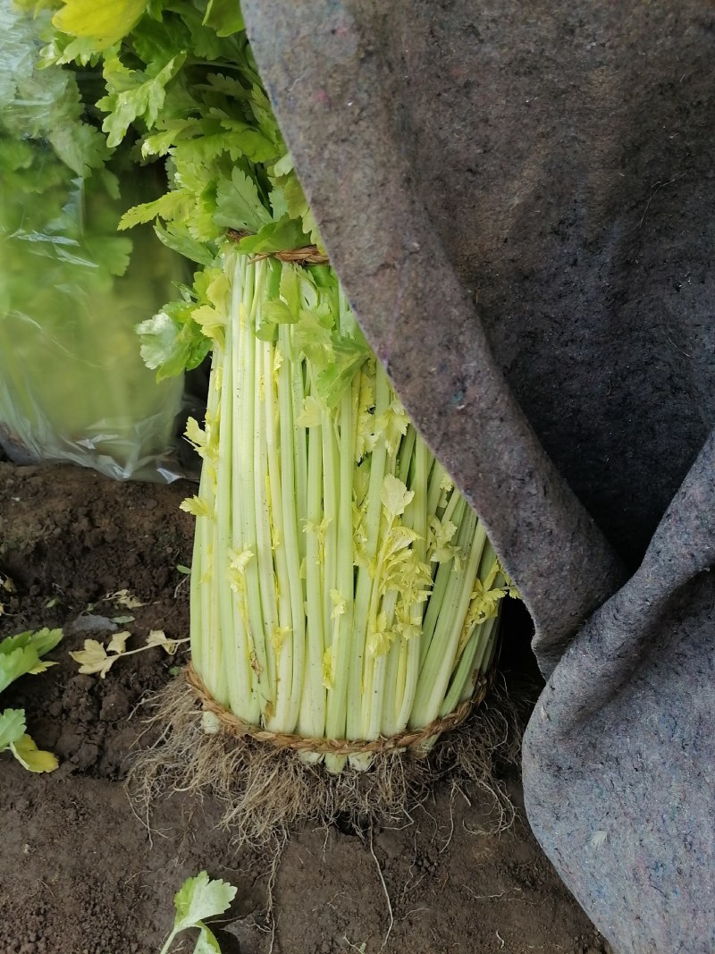 黄心芹菜大批量上市，正宗马家沟芹菜