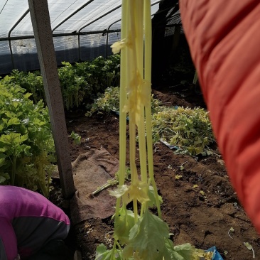 黄心芹菜大批量上市，正宗马家沟芹菜