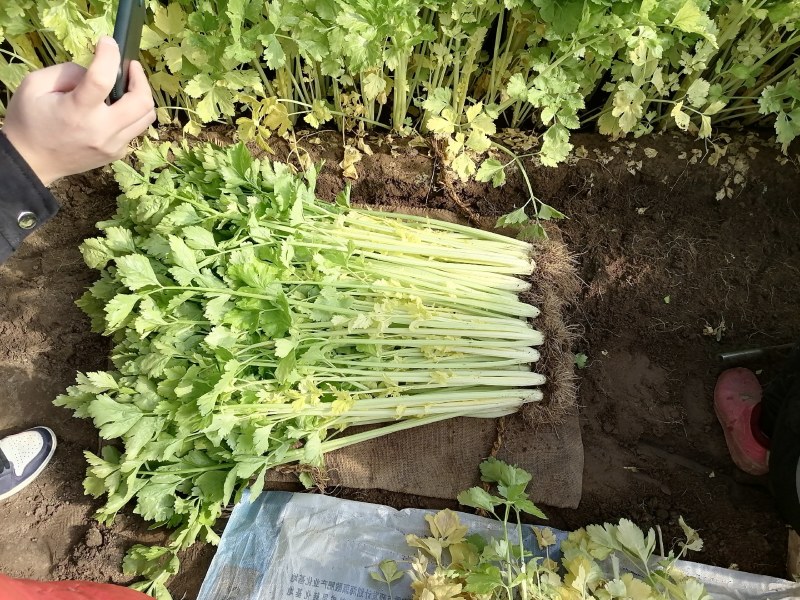 黄心芹菜大批量上市，正宗马家沟芹菜