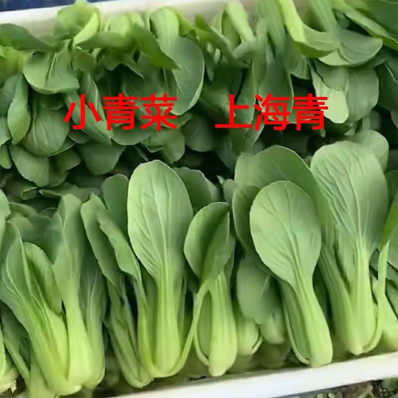 上海青小油菜山东寿光大量上市产地直供