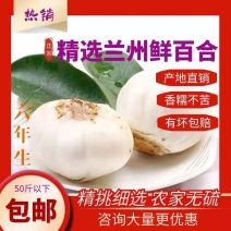 【甘肃特产】兰州甜百合自产自销质量有保证商超专供品质