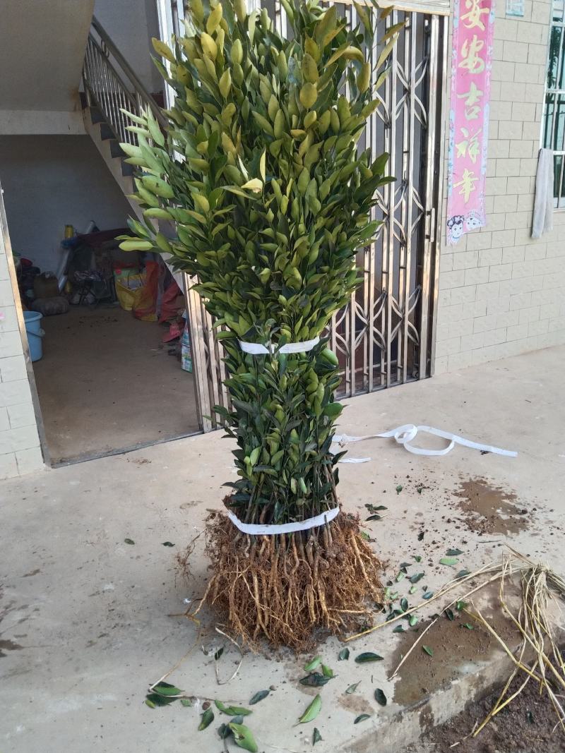 椪柑苗:专注种苗二十多年，所产苗木品质优，价格安逸