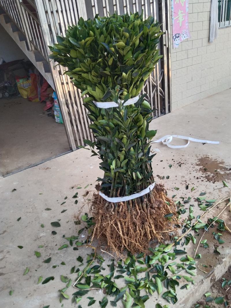 椪柑苗:专注种苗二十多年，所产苗木品质优，价格安逸