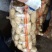 黄金薯尤金，荷兰，土延，新佳，微7土豆3两以上精品