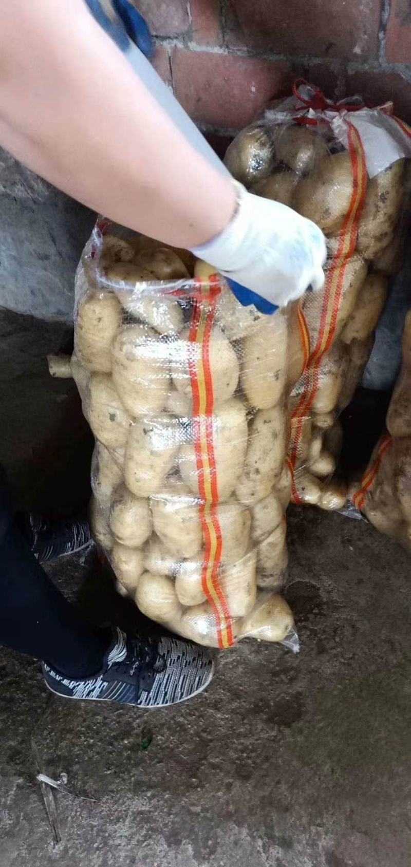黄金薯尤金，荷兰，土延，新佳，微7土豆3两以上精品
