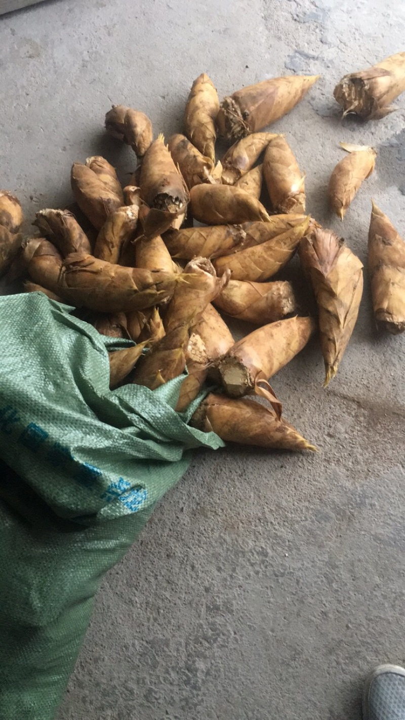 有大量的冬笋出售欢迎来电咨询