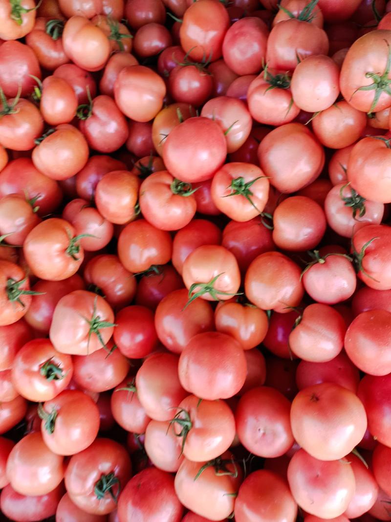 【优质】山东费县胡阳镇硬粉西红柿，量大从优，欢采购！