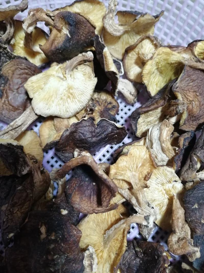 野生香菇干广西深山老林正宗野生香菇干香茹冬菇花菇营养菌菇