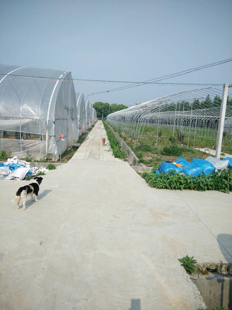 红心火龙果苗批发出8年以上老苗