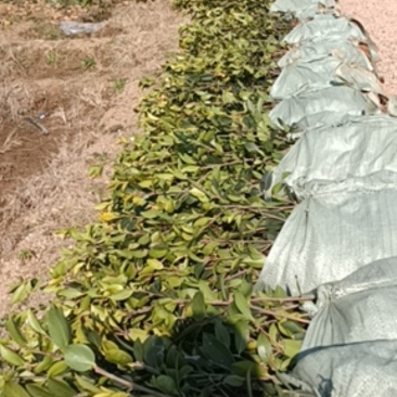 二年生长林系油茶高产嫁接杯苗裸根苗