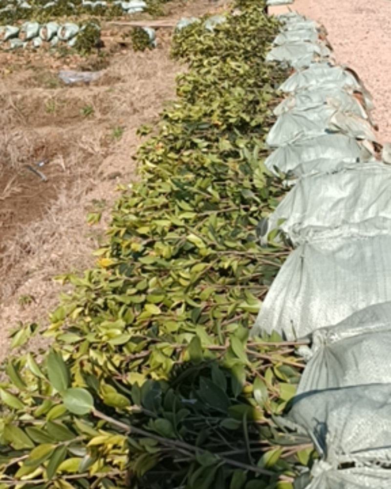 二年生长林系油茶高产嫁接杯苗裸根苗
