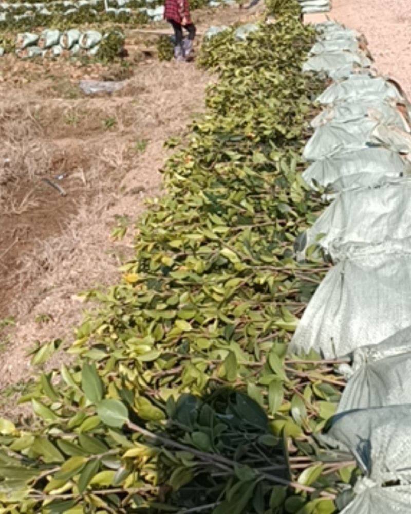 二年生长林系油茶高产嫁接杯苗裸根苗