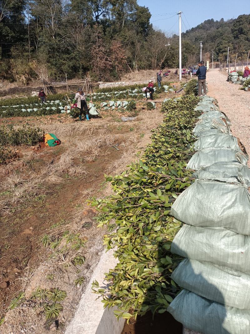 二年生长林系油茶高产嫁接杯苗裸根苗