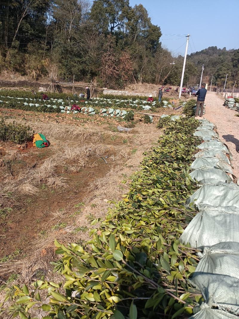 二年生长林系油茶高产嫁接杯苗裸根苗