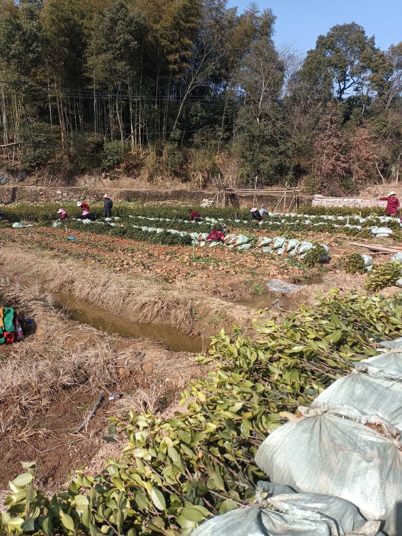 二年生长林系油茶高产嫁接杯苗裸根苗