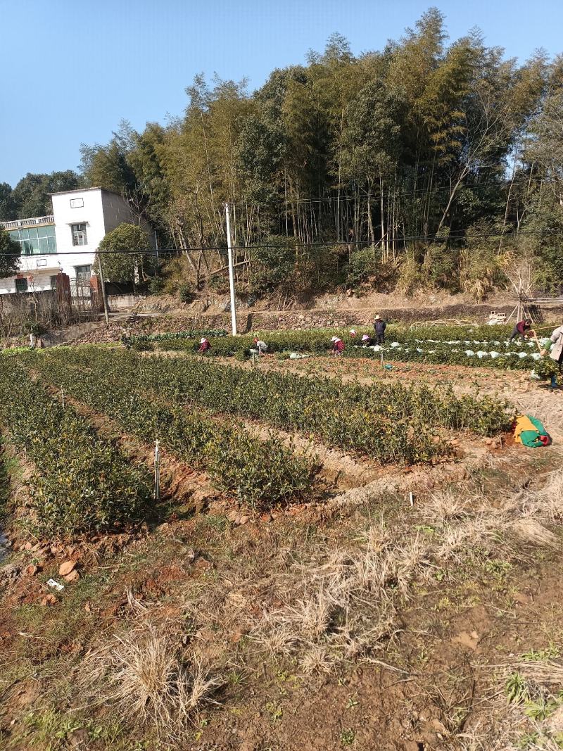二年生长林系油茶高产嫁接杯苗裸根苗