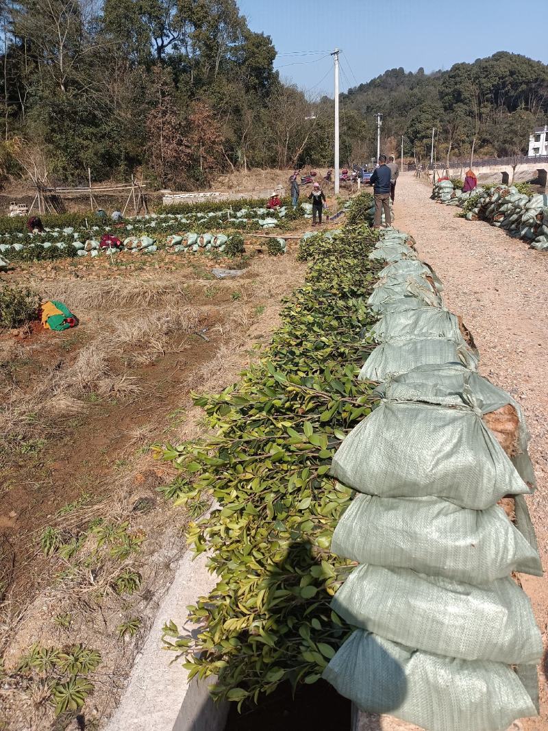 二年生长林系油茶高产嫁接杯苗裸根苗