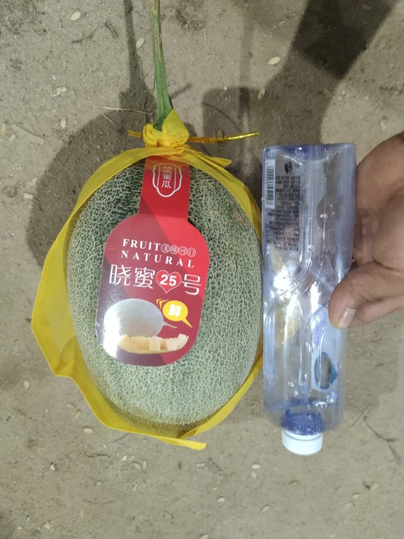 哈密瓜海南哈密瓜精品小密二十五号