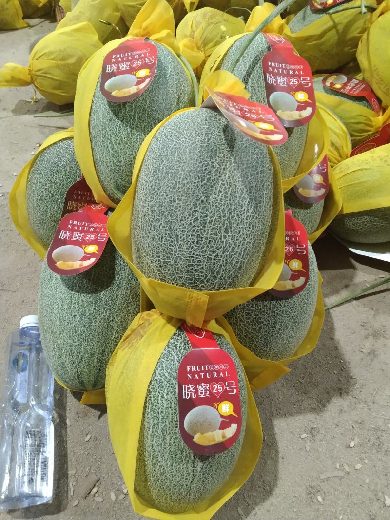 哈密瓜海南哈密瓜精品小密二十五号