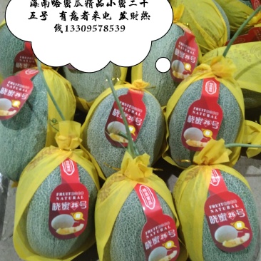 哈密瓜海南哈密瓜精品小密二十五号
