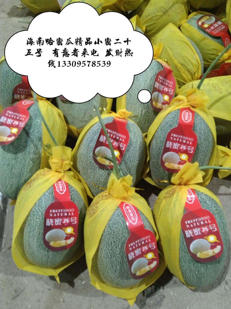 哈密瓜海南哈密瓜精品小密二十五号