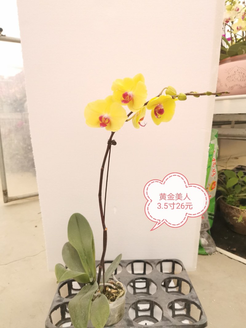 蝴蝶兰花，基地自产自销，一可以是批发价。
