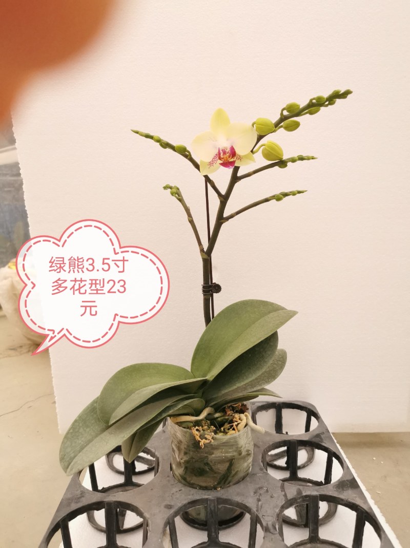 蝴蝶兰花，基地自产自销，一可以是批发价。