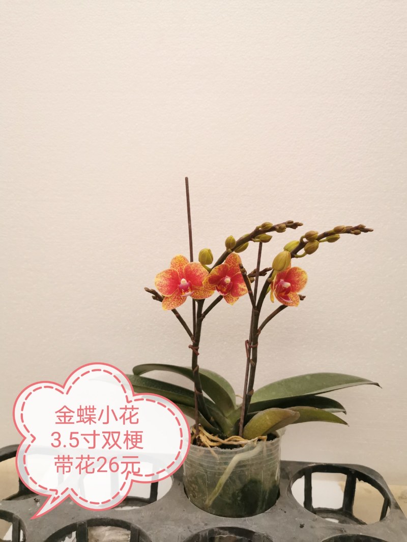 蝴蝶兰花，基地自产自销，一可以是批发价。