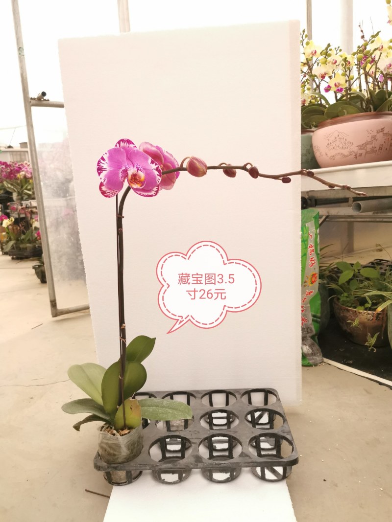 蝴蝶兰花，基地自产自销，一可以是批发价。