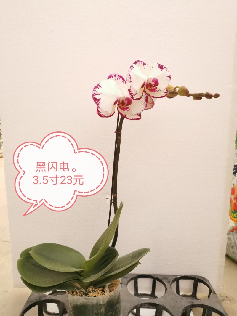 蝴蝶兰花，基地自产自销，一可以是批发价。