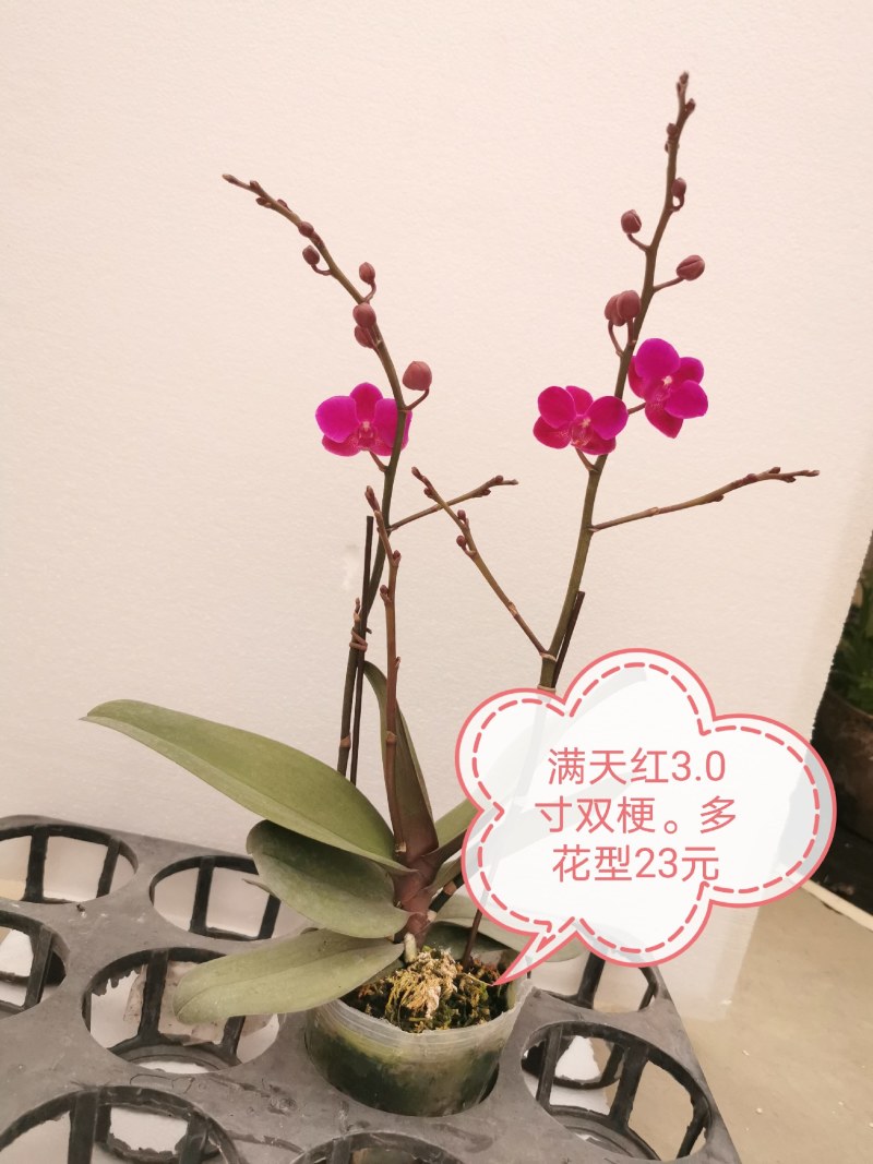 蝴蝶兰花，基地自产自销，一可以是批发价。