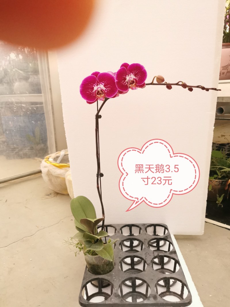 蝴蝶兰花，基地自产自销，一可以是批发价。