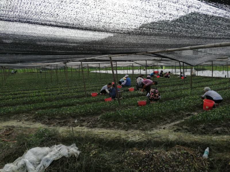 二年生嫁接苗基地直销，有湘林210，长林4号，40号。