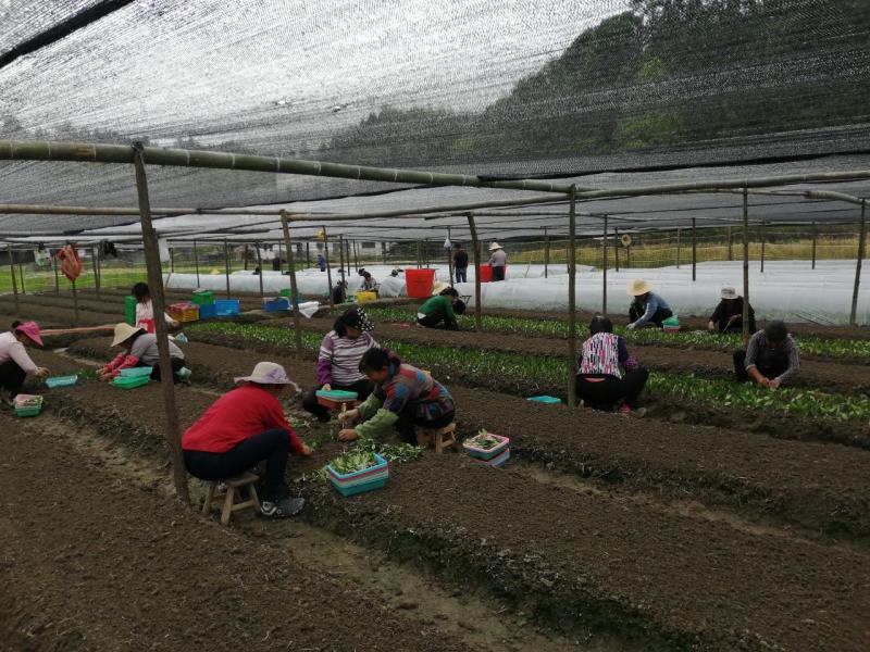 二年生嫁接苗基地直销，有湘林210，长林4号，40号。
