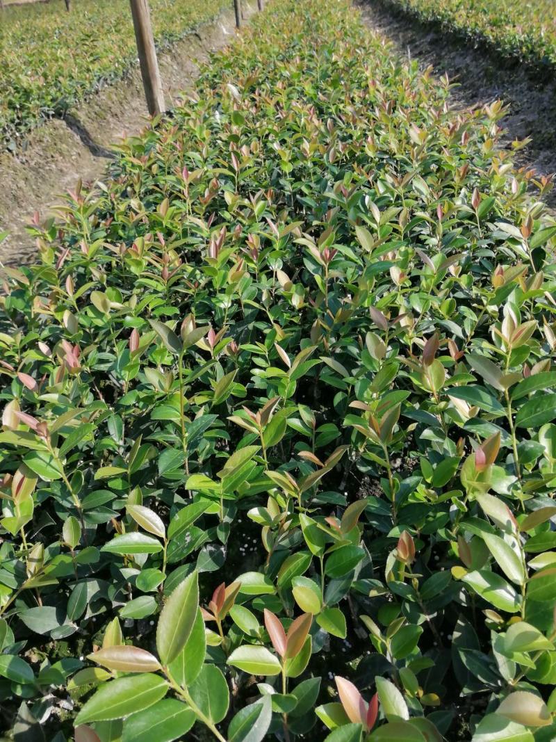 二年生嫁接苗基地直销，有湘林210，长林4号，40号。