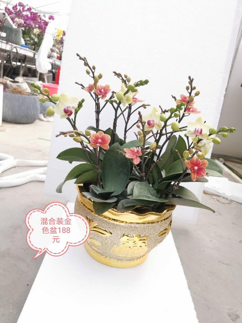 蝴蝶兰花，基地自产自销，一可以是批发价。