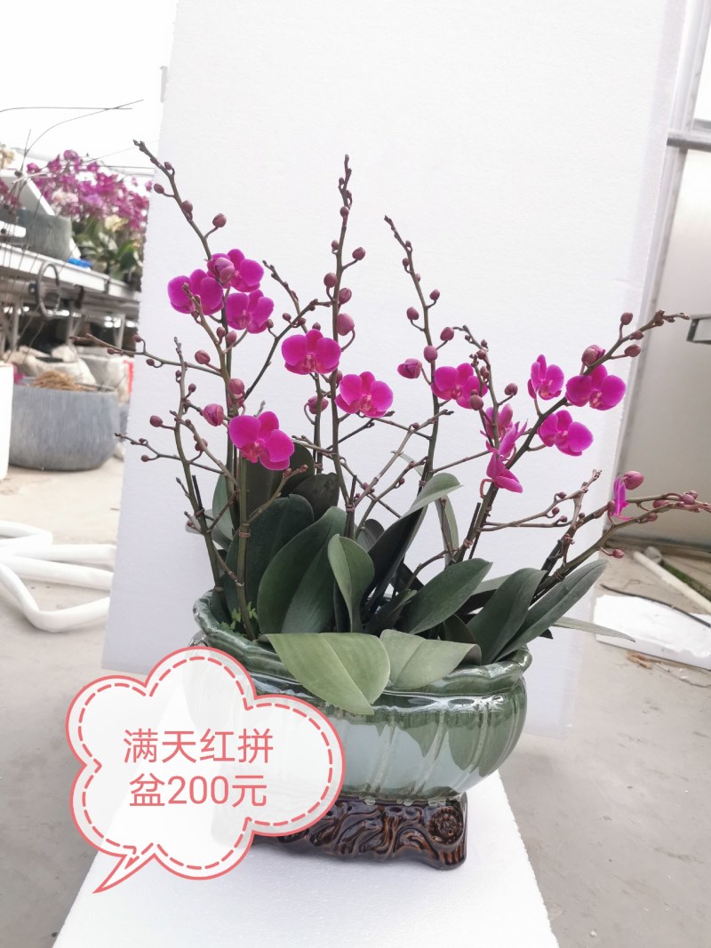蝴蝶兰花，基地自产自销，一可以是批发价。