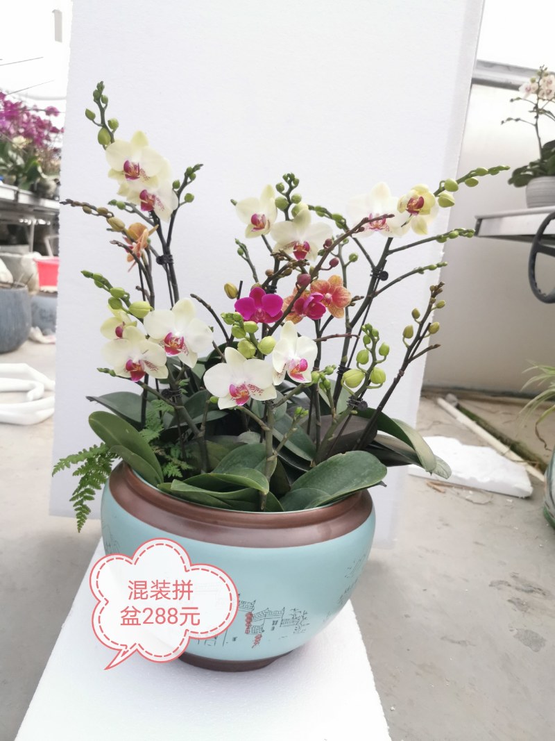蝴蝶兰花，基地自产自销，一可以是批发价。