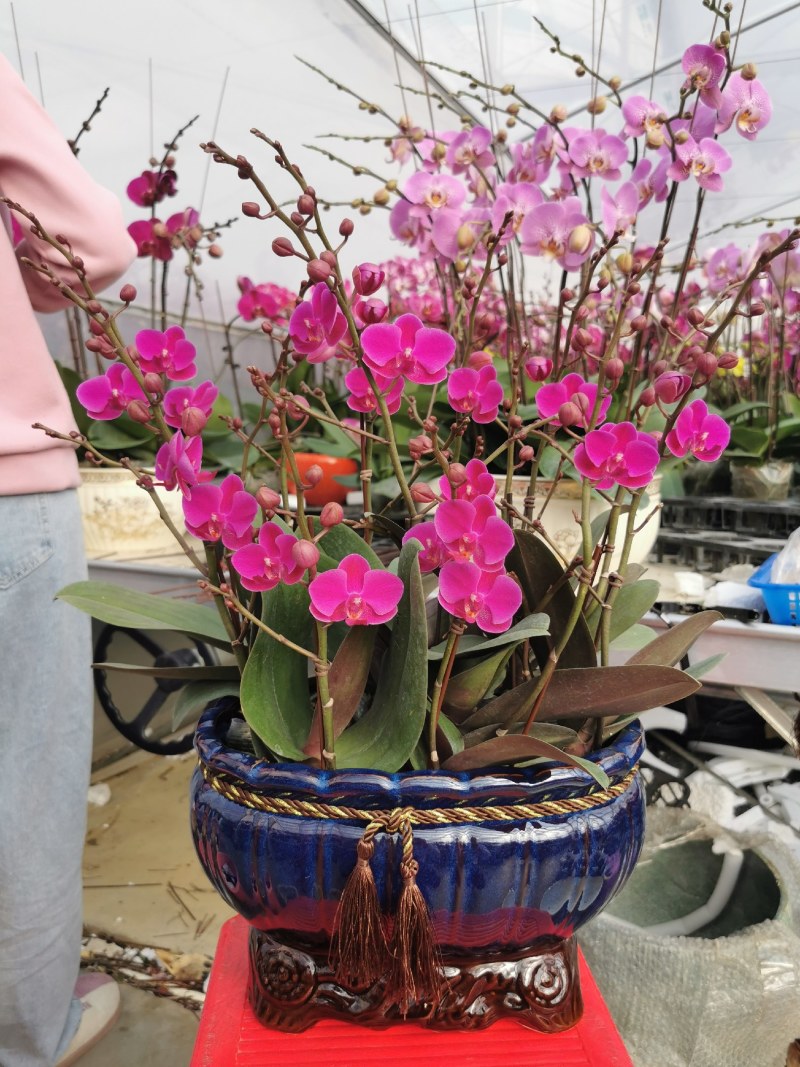 蝴蝶兰花，基地自产自销，一可以是批发价。