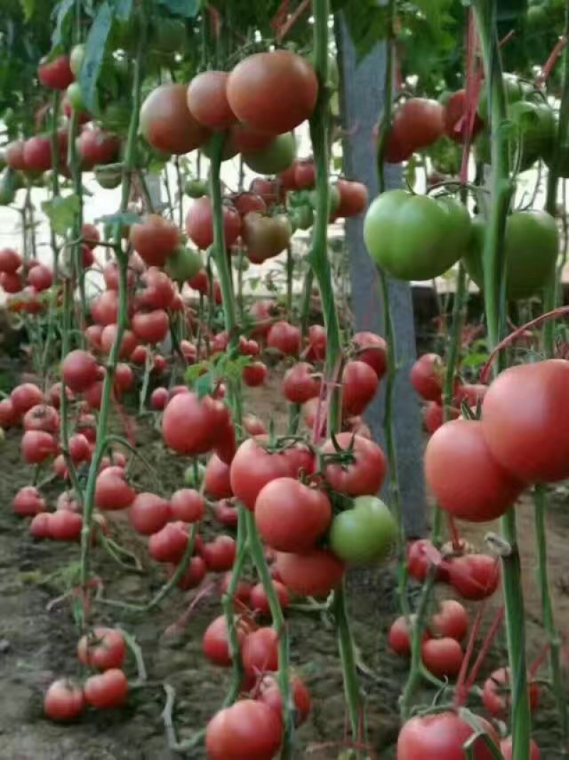 【精品】江苏种子番茄种子日本进口粉果番茄种子