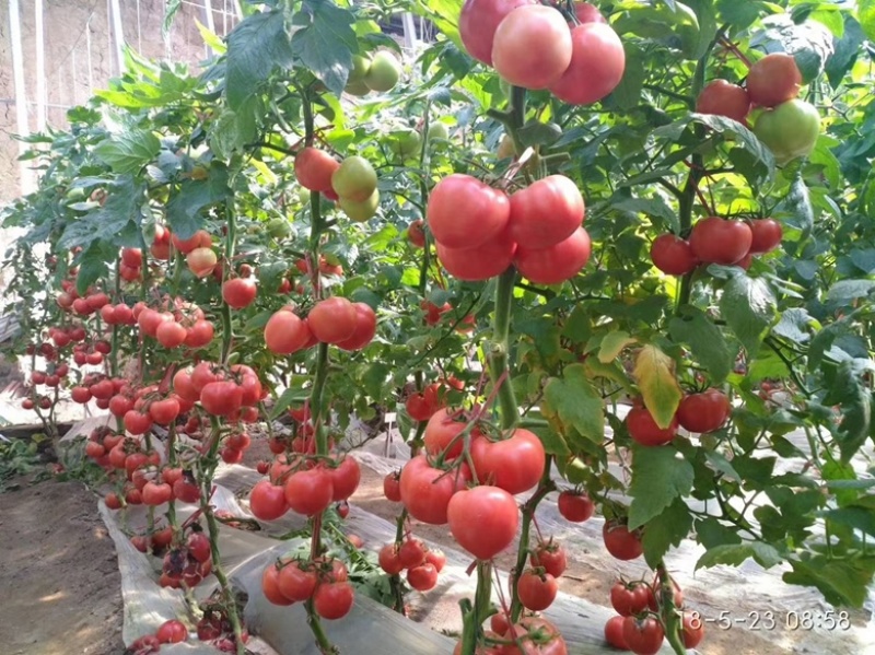 【精品】江苏种子番茄种子日本进口粉果番茄种子