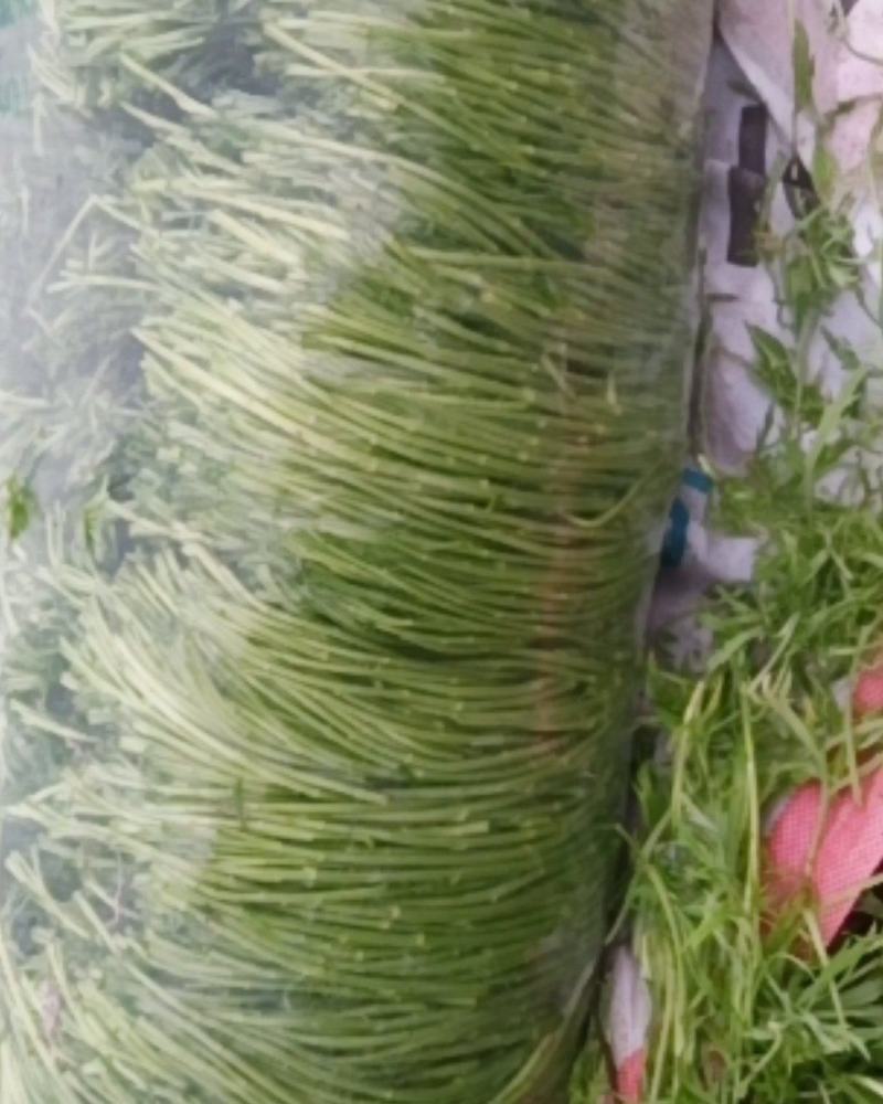 自产自销，自家种的芦蒿，现割现摘当天发货每天几千斤