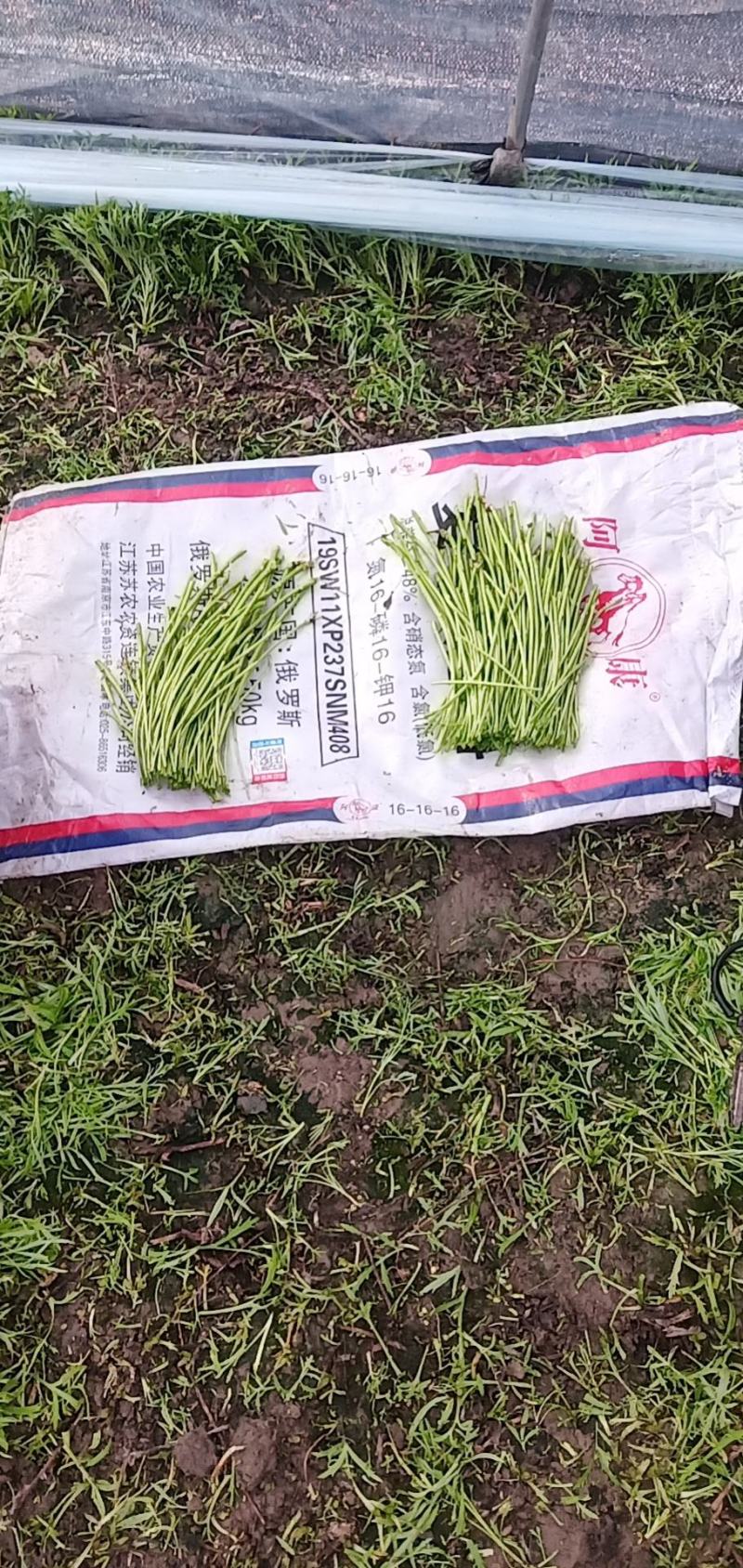 自产自销，自家种的芦蒿，现割现摘当天发货每天几千斤