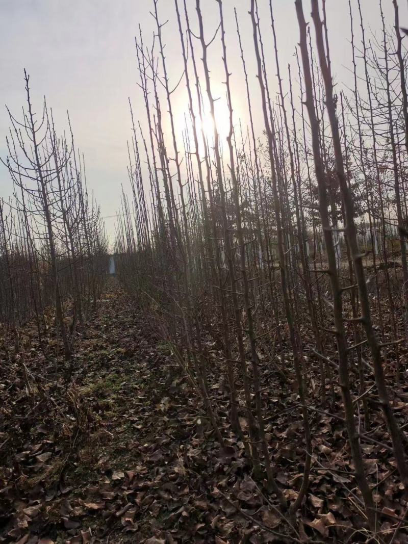 彩叶豆梨彩叶豆梨小苗苗圃场直销精品彩叶豆梨