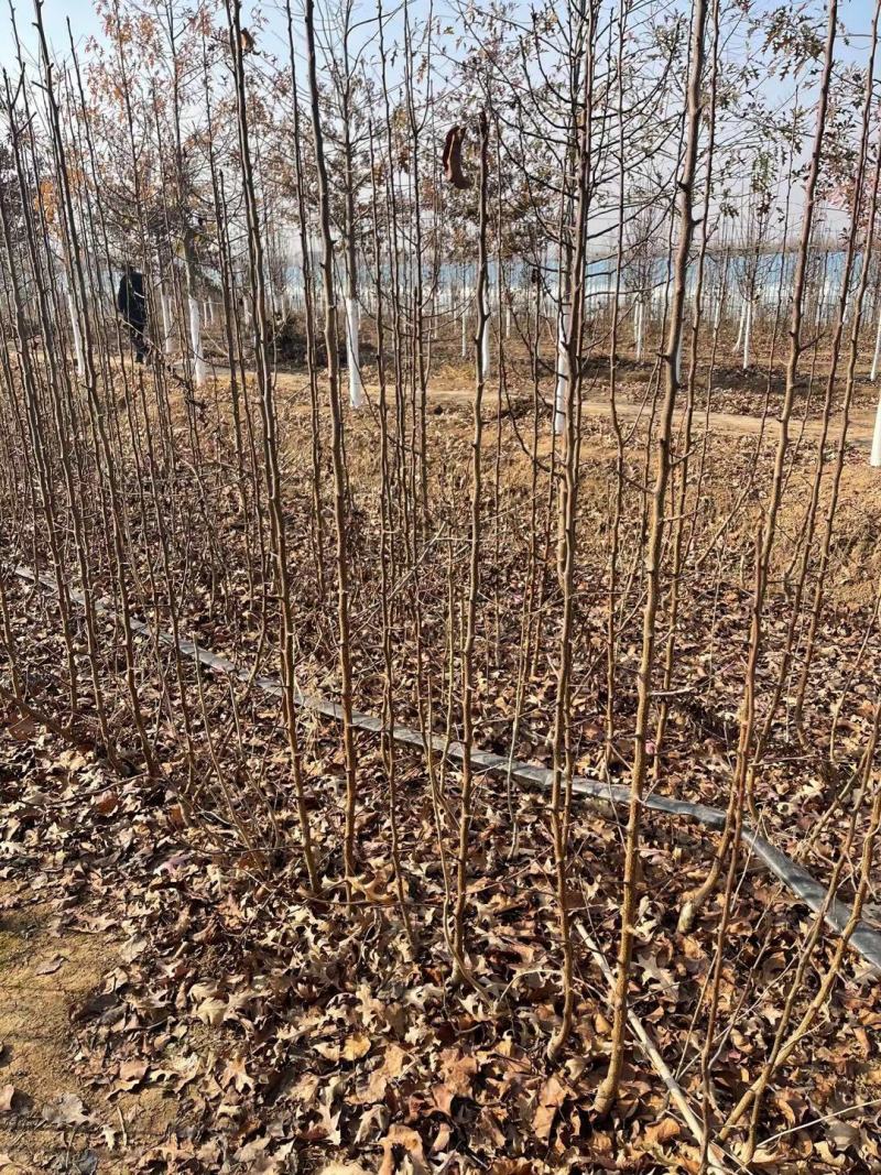彩叶豆梨彩叶豆梨小苗苗圃场直销精品彩叶豆梨